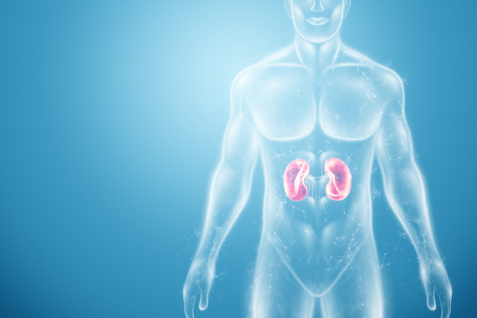 Hologram of the kidneys in the human body. Healthcare of the future. Modern medical science. 3D illustration, 3D rendering